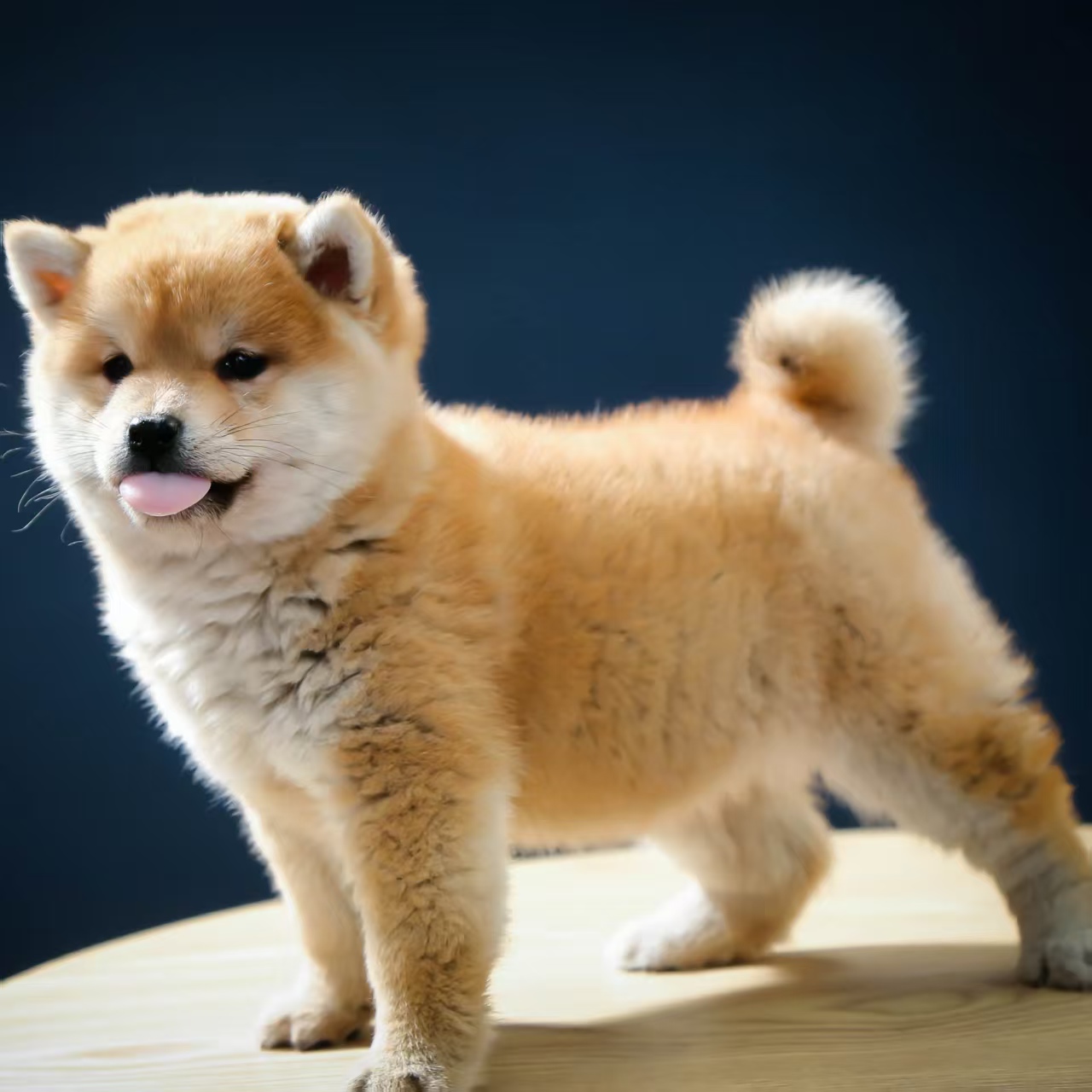【焦作鸣扬柴犬】 活体狗狗