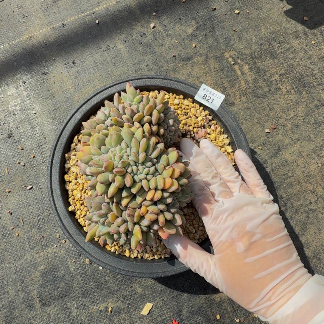 b 21有瑕疵介意勿拍 