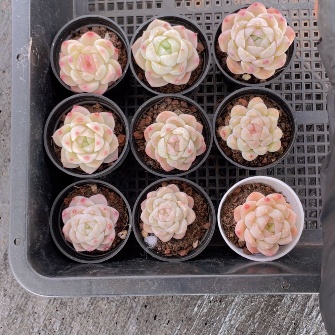 我们的生活方式是什么025