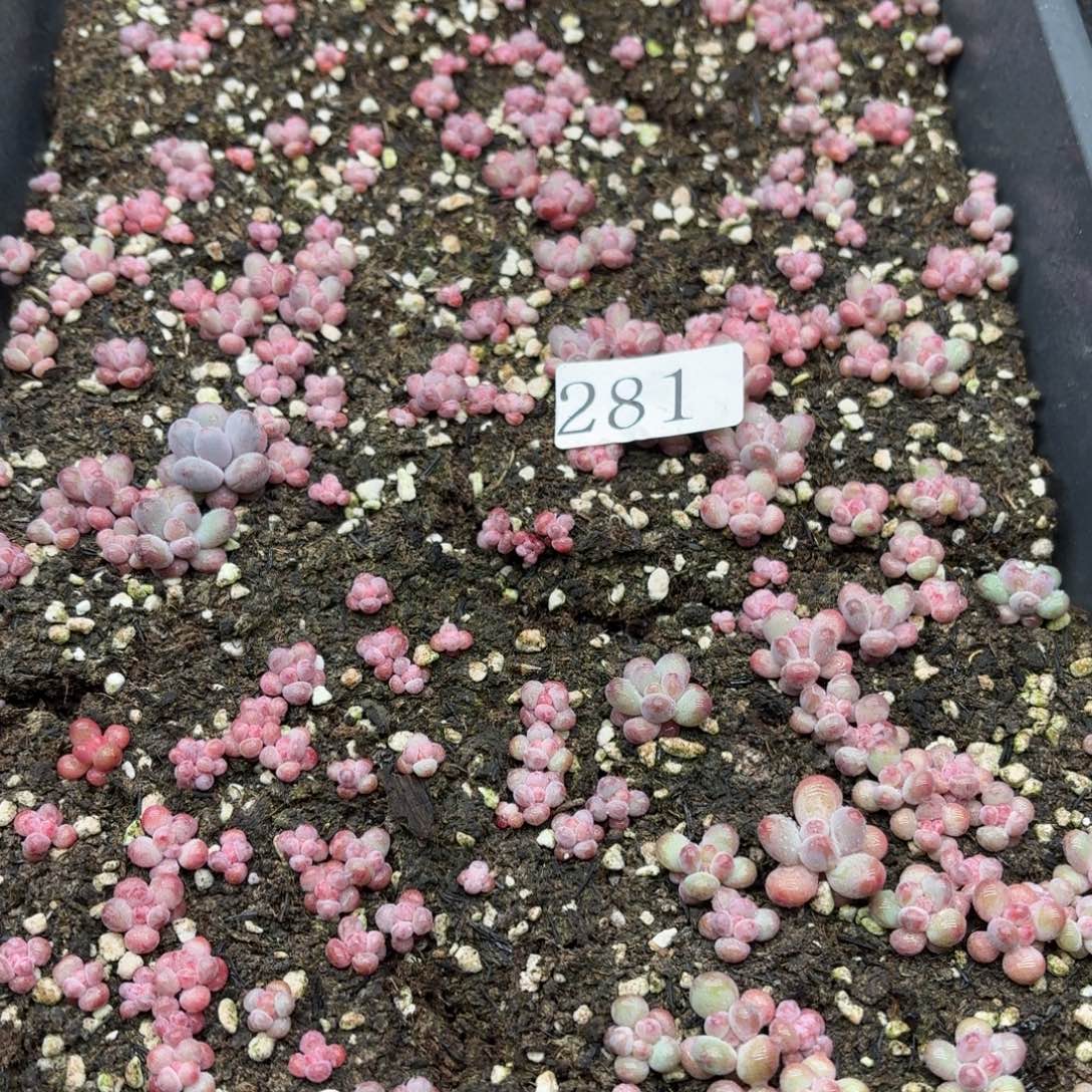 我***月多肉植物多肉植物281