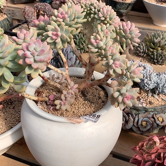 云***羽奶糖缀化带盆969 全场默认微瑕7-8天发货