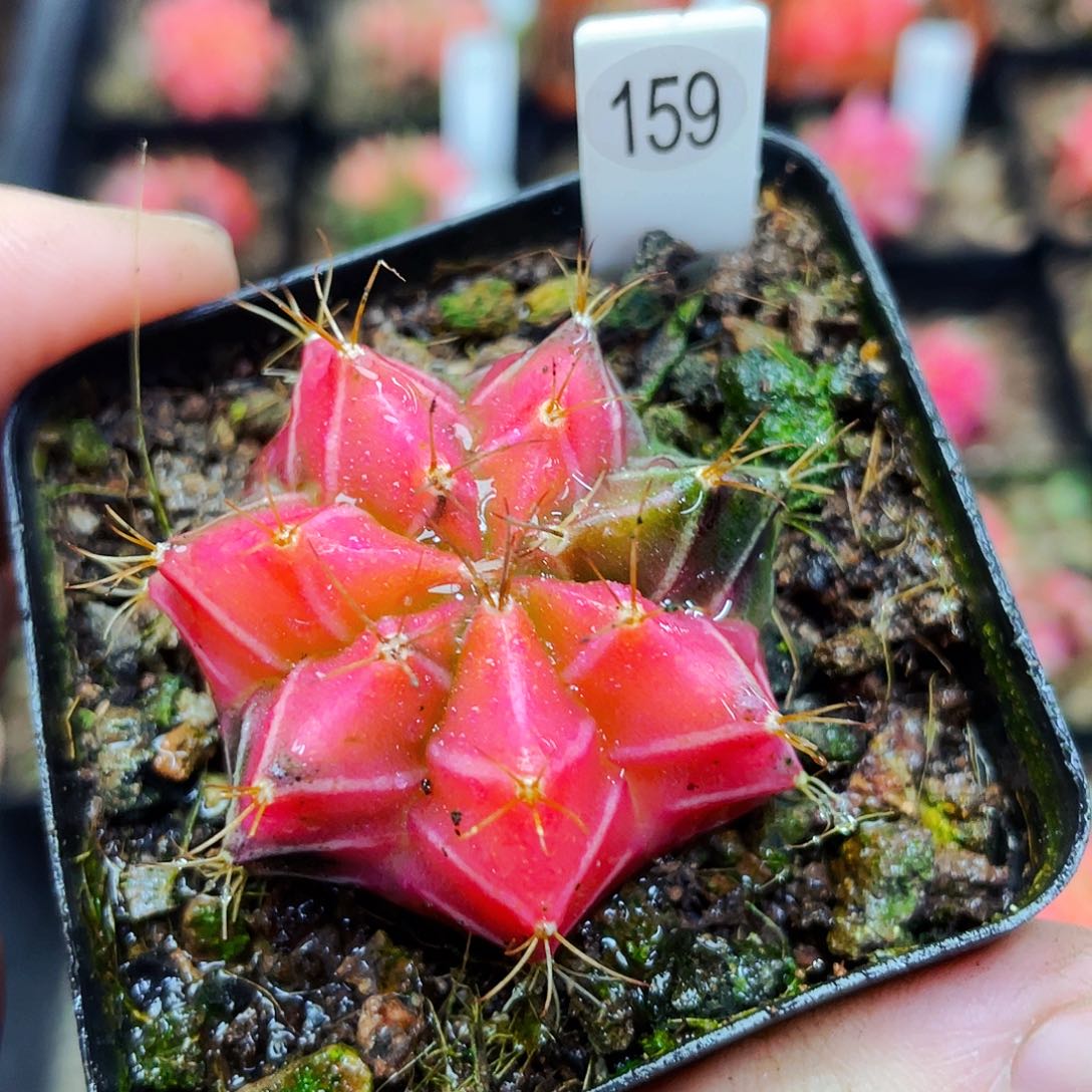 非偏远地区满25包邮仙人球