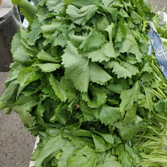 中国大陆化作小油菜10斤