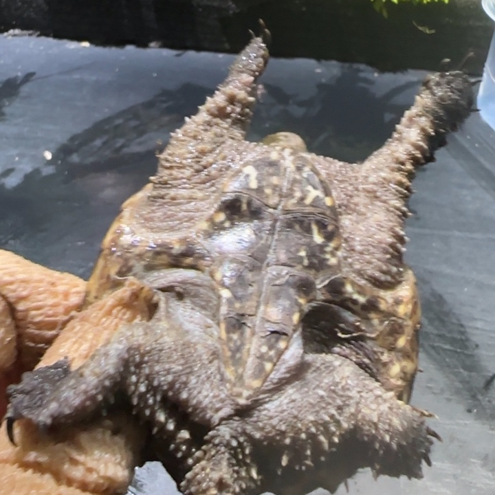 邪***盟宠物龟母瑕疵翘甲