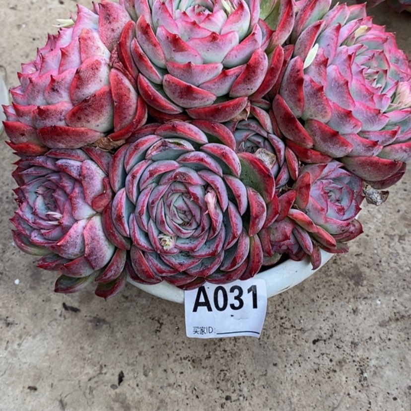 【闪购商品】陆*儿多肉植物的