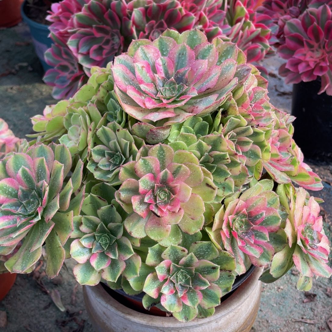 488雨合精品法师老桩