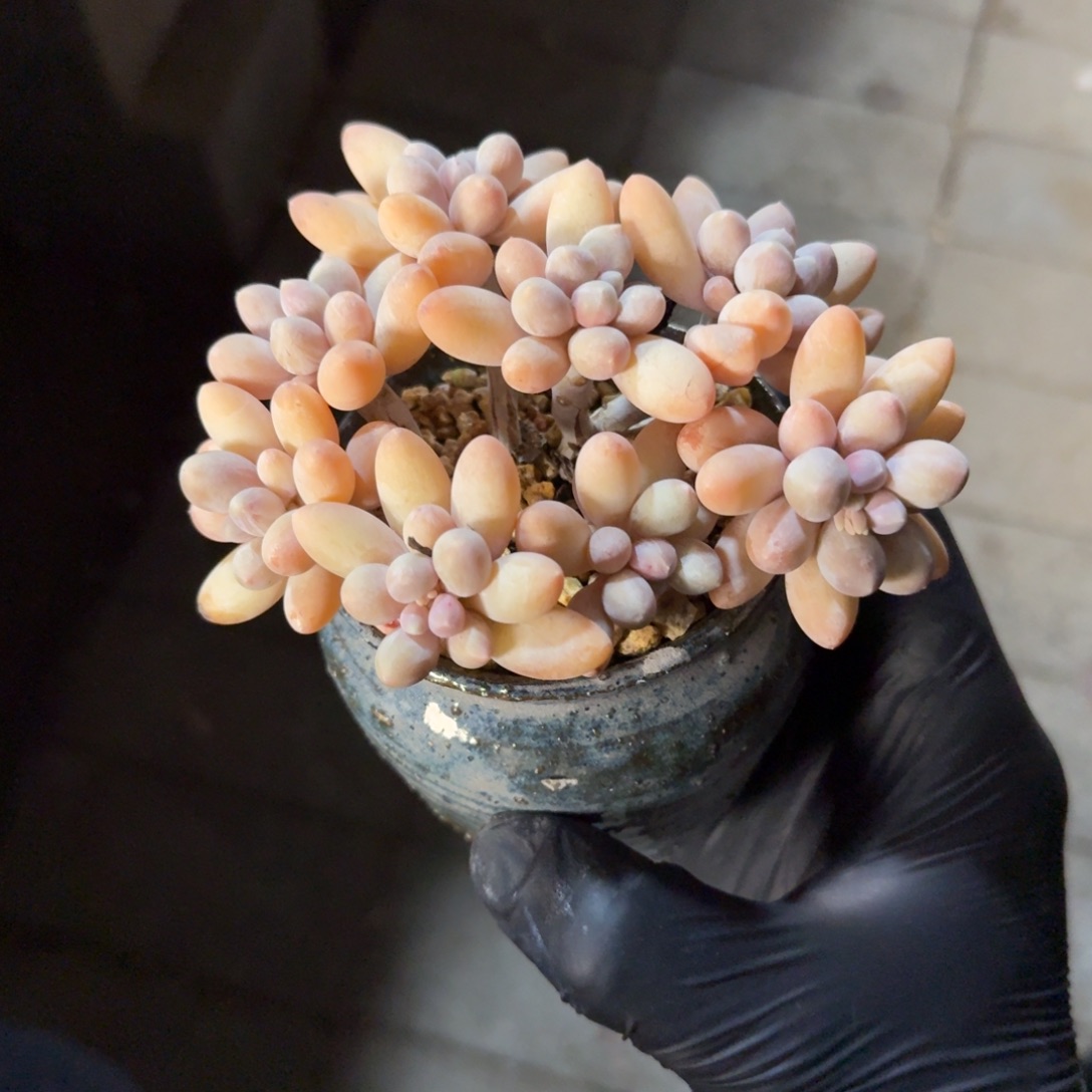 香水手指1111111111111111111