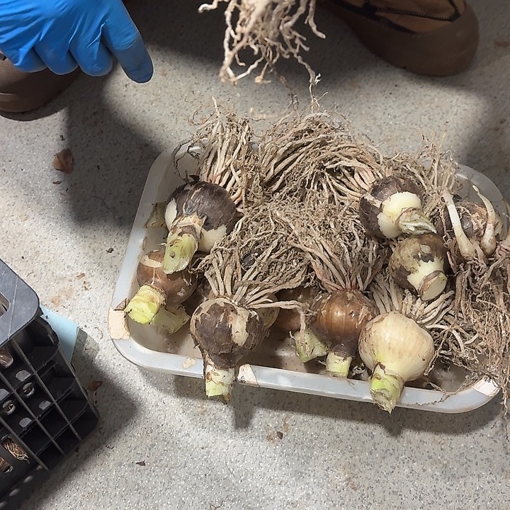 糖果仙女直径5公分自然球