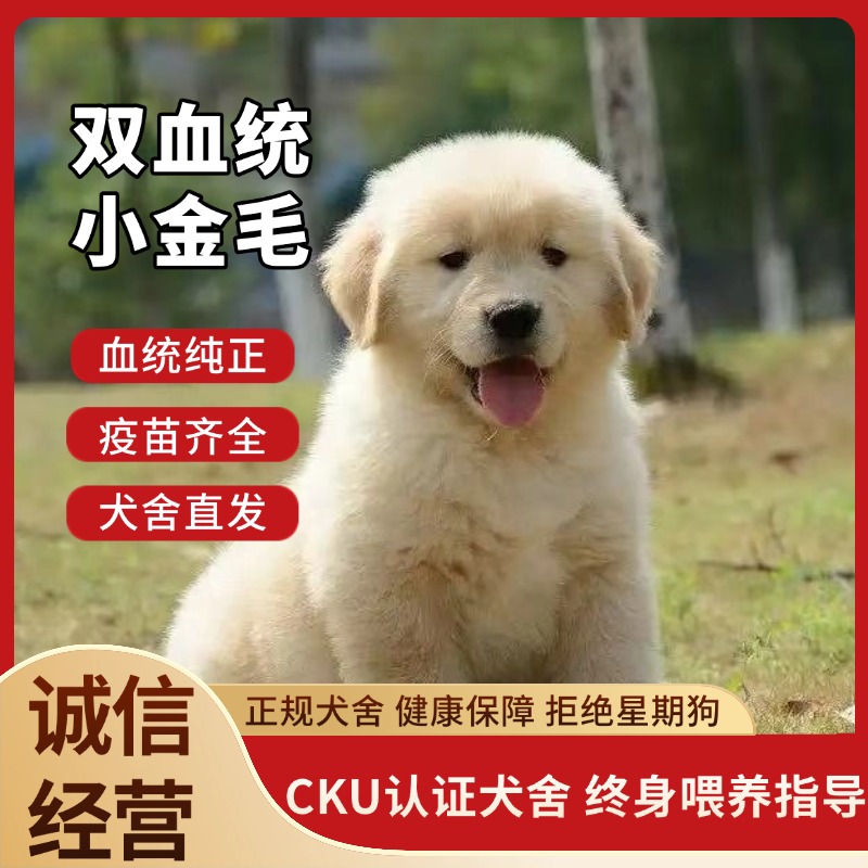 【奥威犬舍】活体狗狗