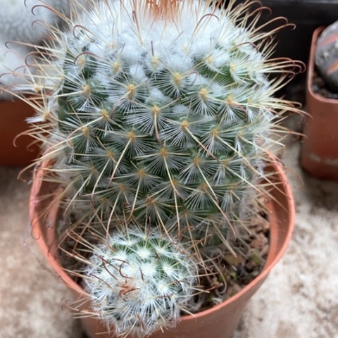 两盆风鸣仙人球10米仙人球