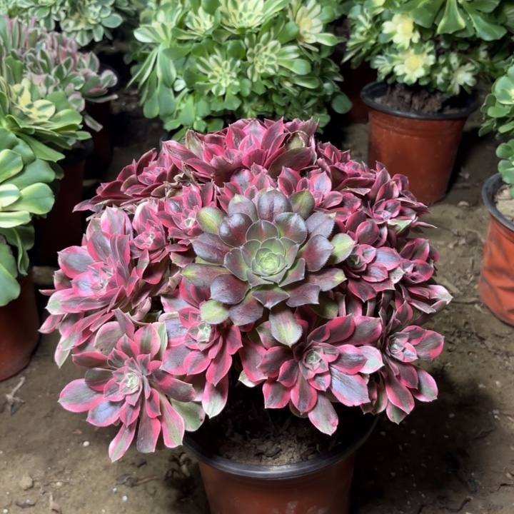 多肉植物法师女妖21