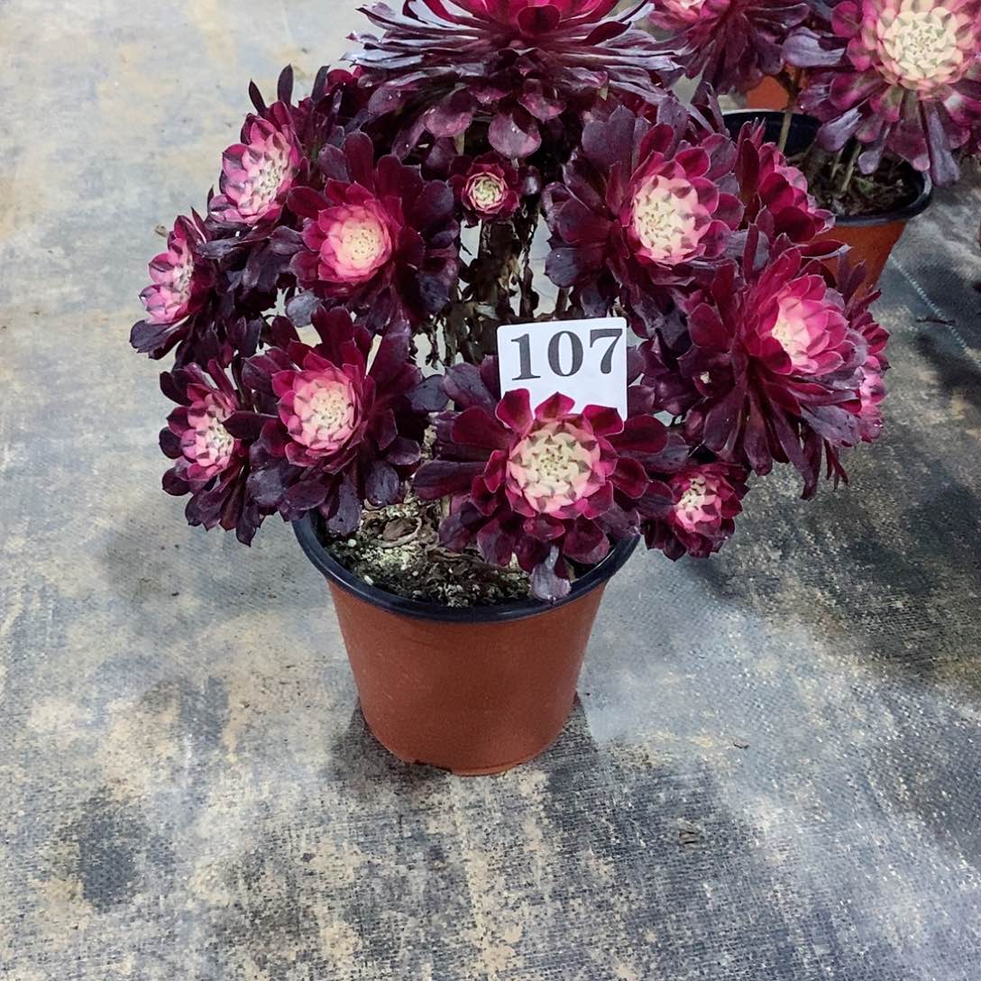 红铜白107多肉法师植物