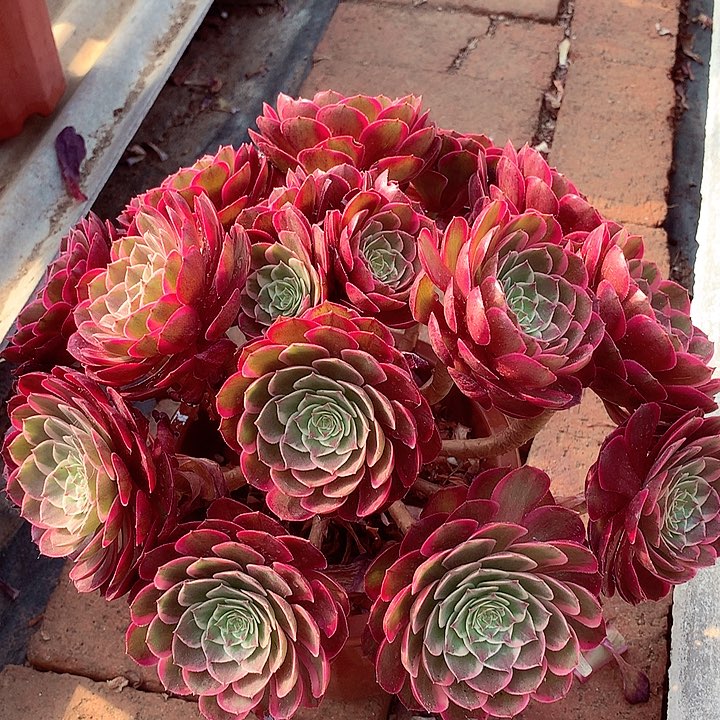 粉花妖，多肉植物