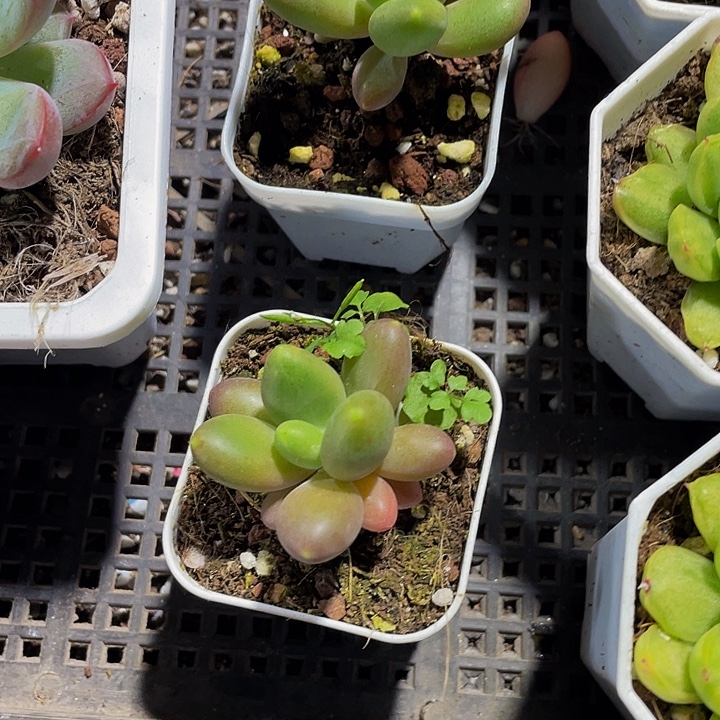 双头芒果奶带哦土发