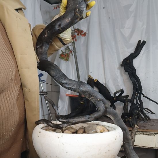 冬***雪无花朵一个一个一个一个一个