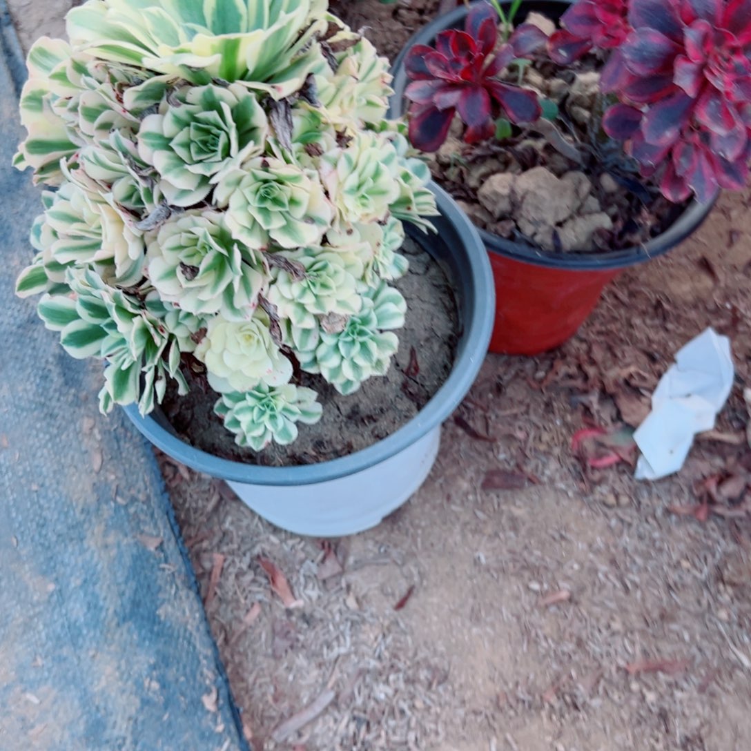 928迈巴赫多肉植物法师
