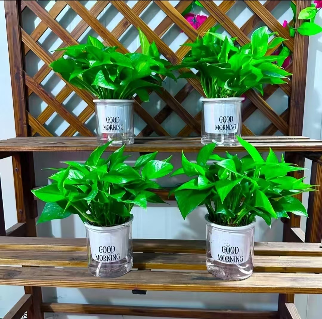 120观叶优质绿萝常绿精致办公桌面植物净化空气绿萝室内植物