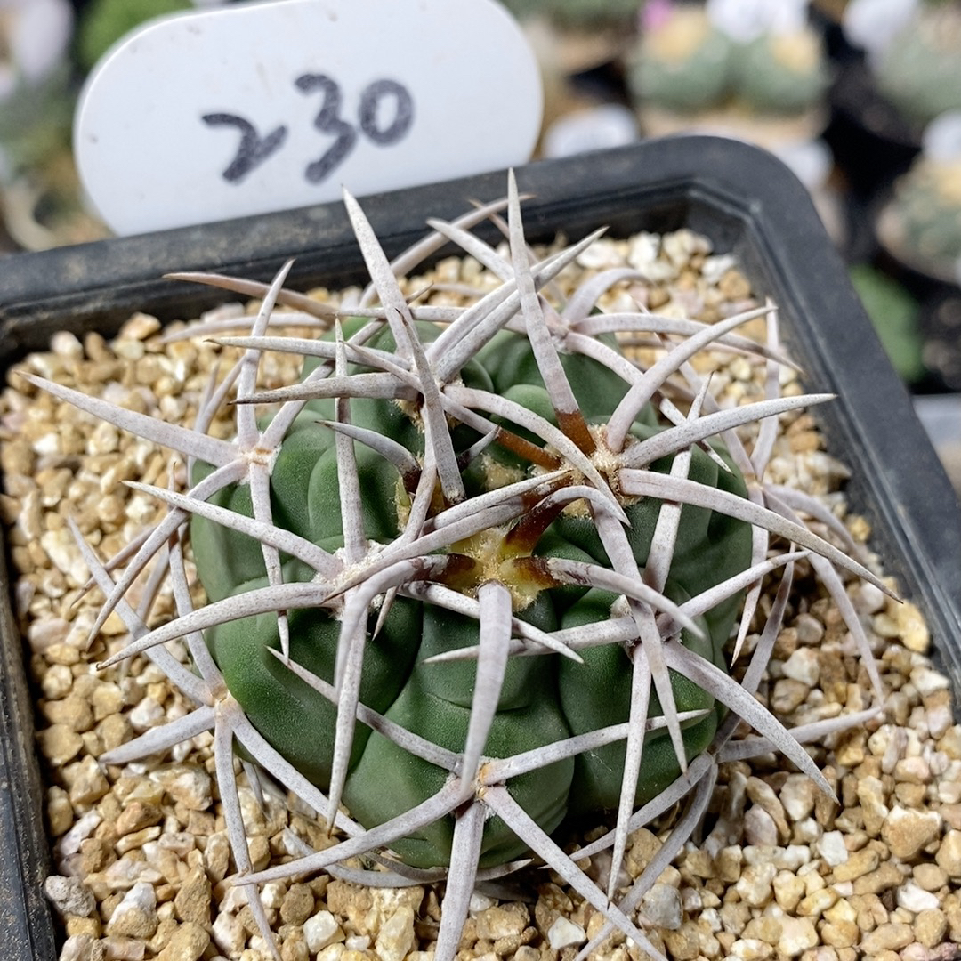 230号实生强刺碧岩玉5cm