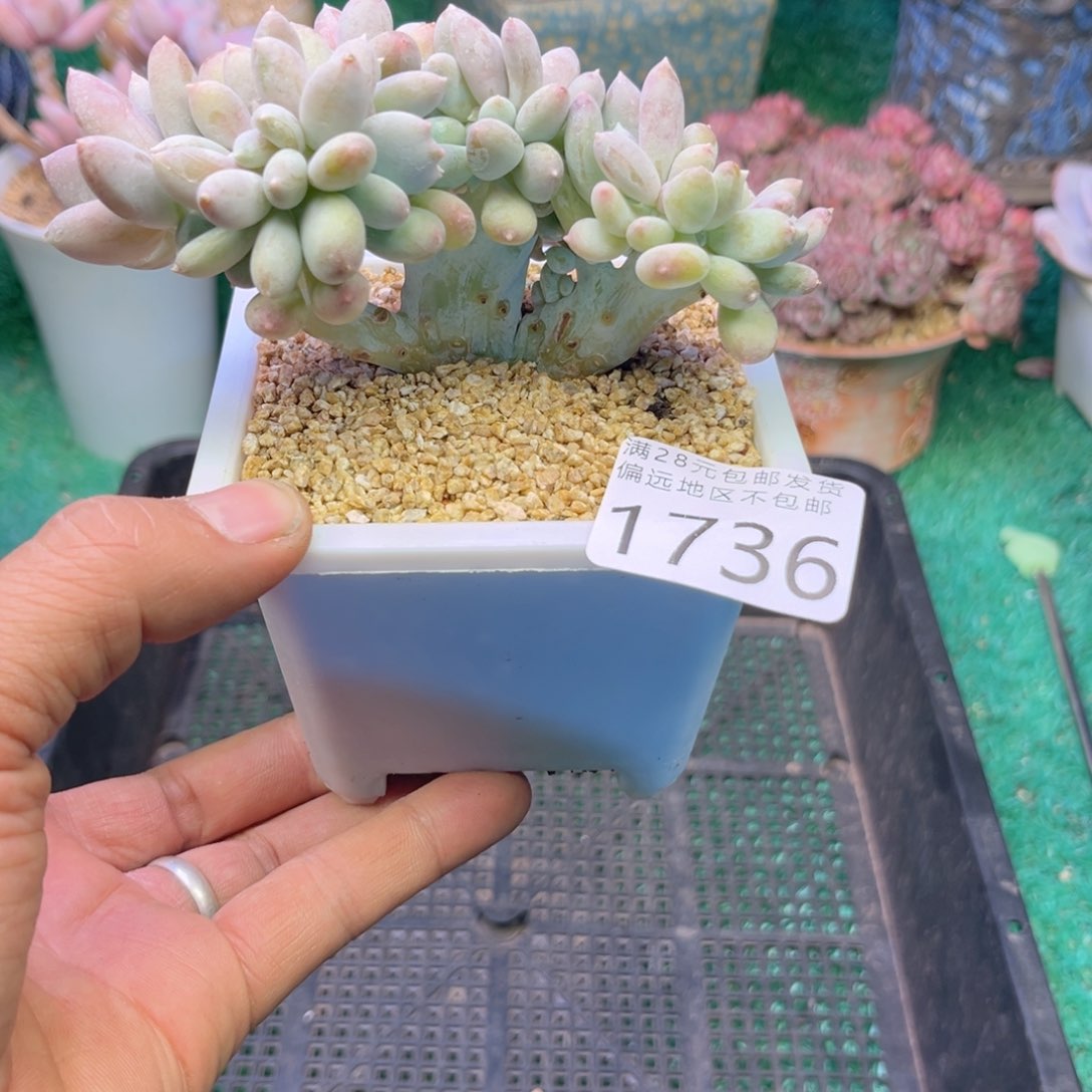 大1736h j j n n j n