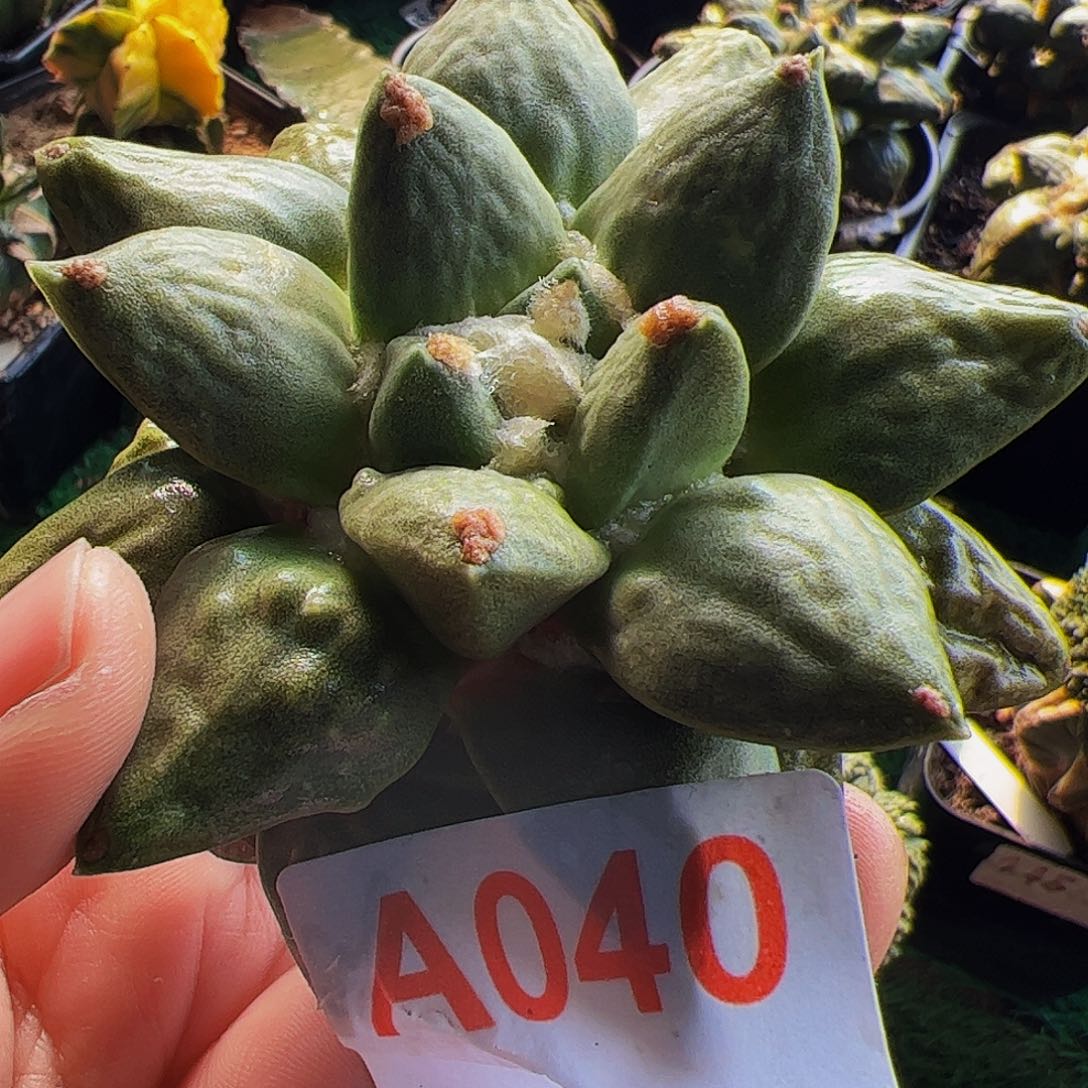 落地牡丹仙人球040