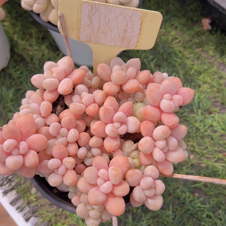 健健康康平平安安