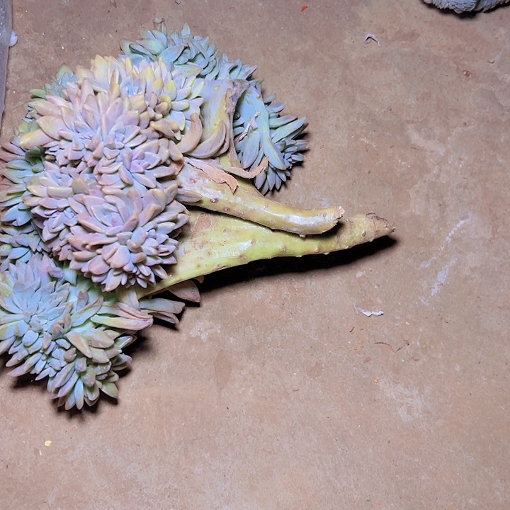 嗨淡雪缀 16元 2棵发货