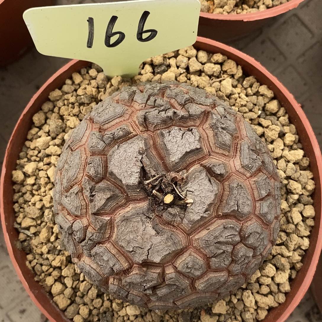 8.8 cm南非龟甲龙龟甲龙