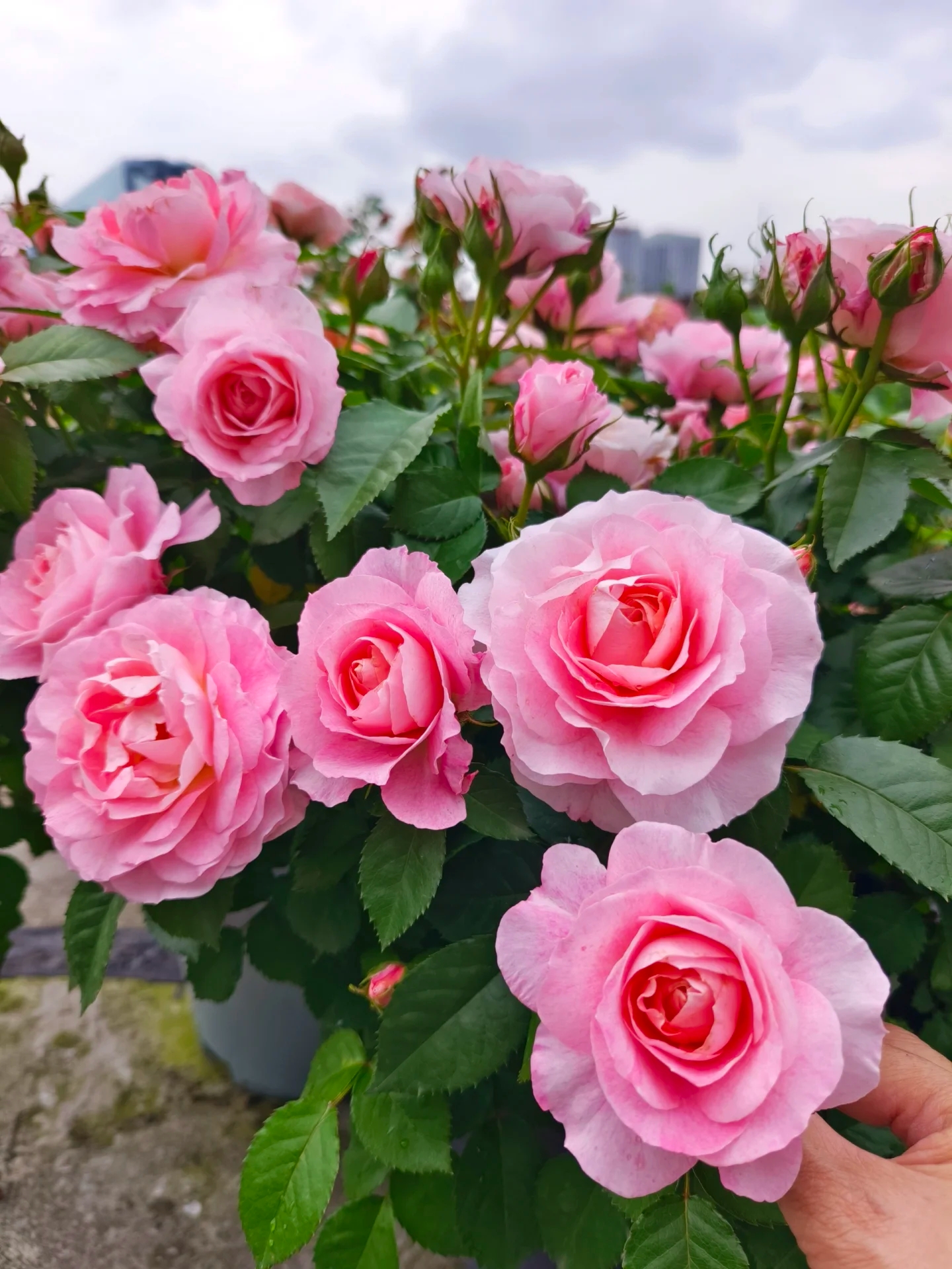 【海神王藤本】1.5-1.6米粉色浓香淡雅藤本月季爬藤蔷薇拱门花墙