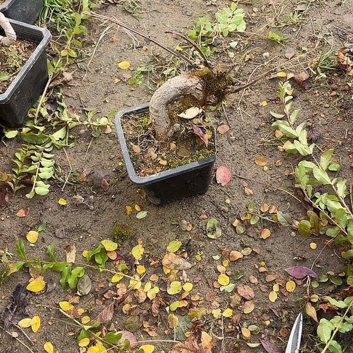 风***筝无花朵15菊花菊花计划经济家