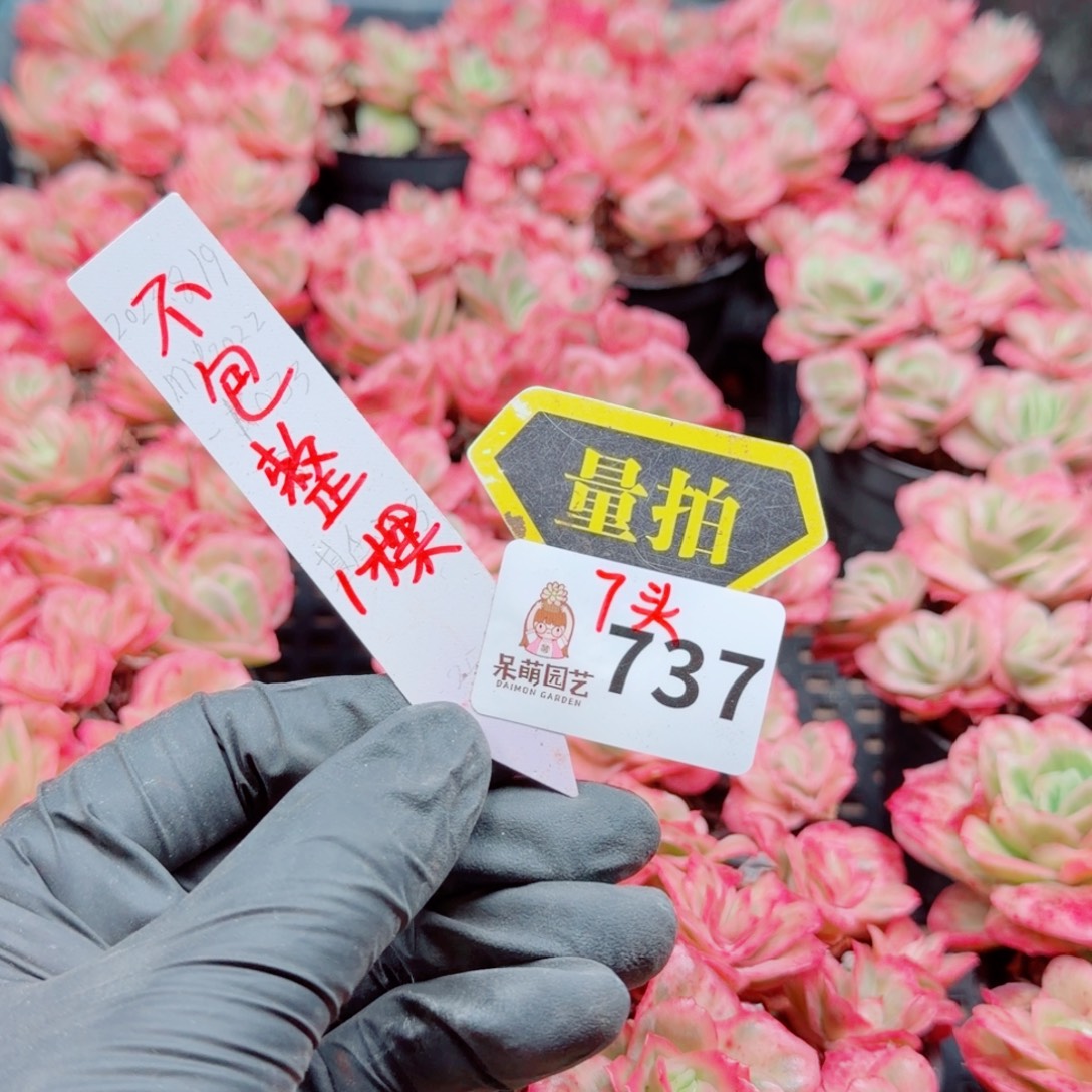 多肉植物多肉植物