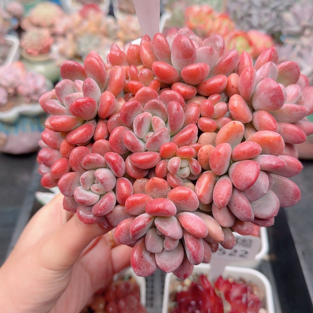 多肉植物9526…………