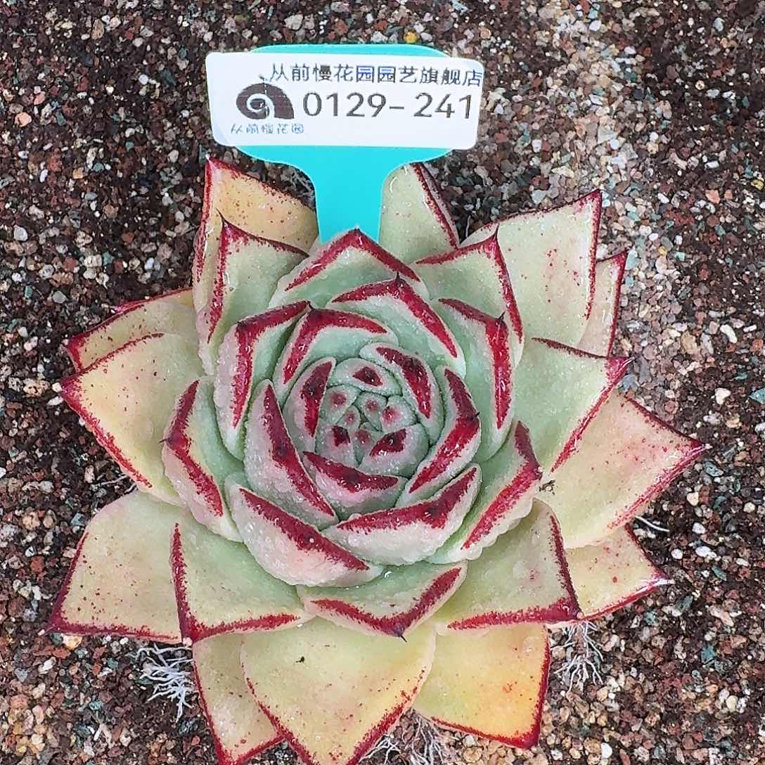 从前慢花园多肉0129-241