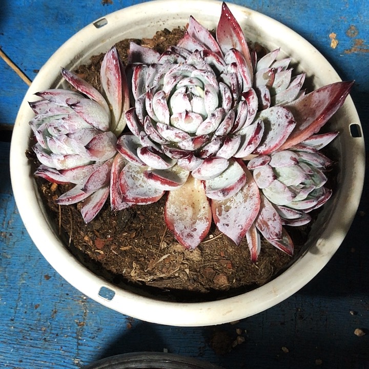 黑卡大群多肉植物