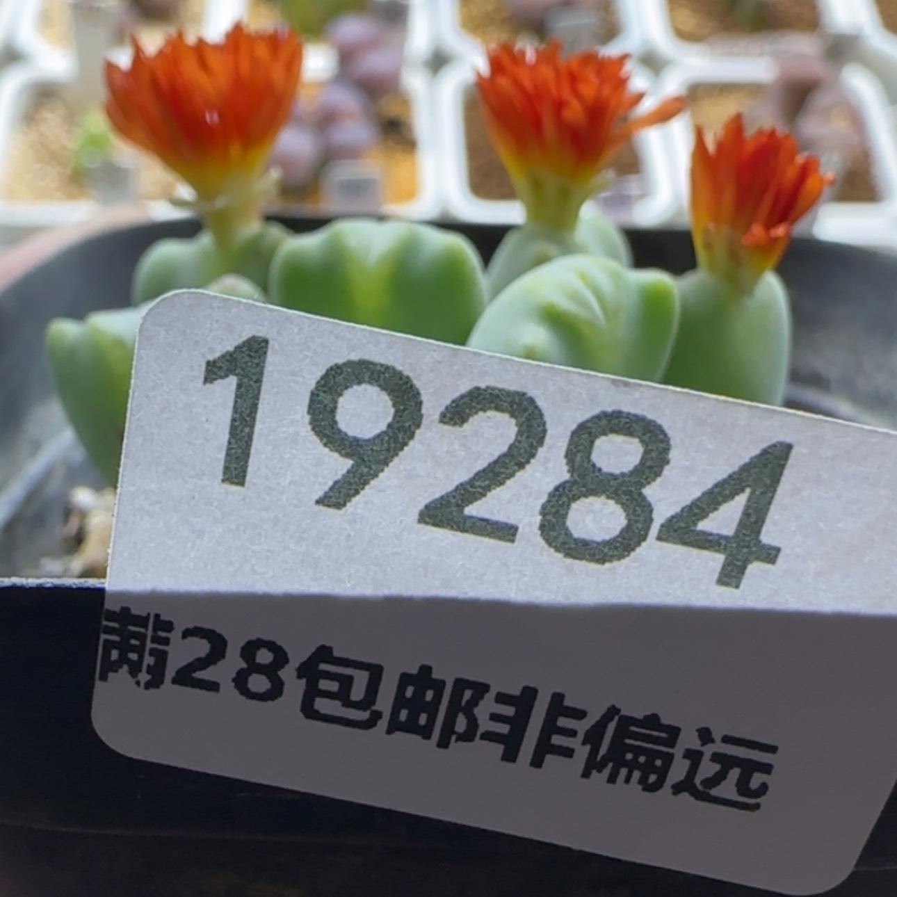 【闪购商品】F*i19284疤    