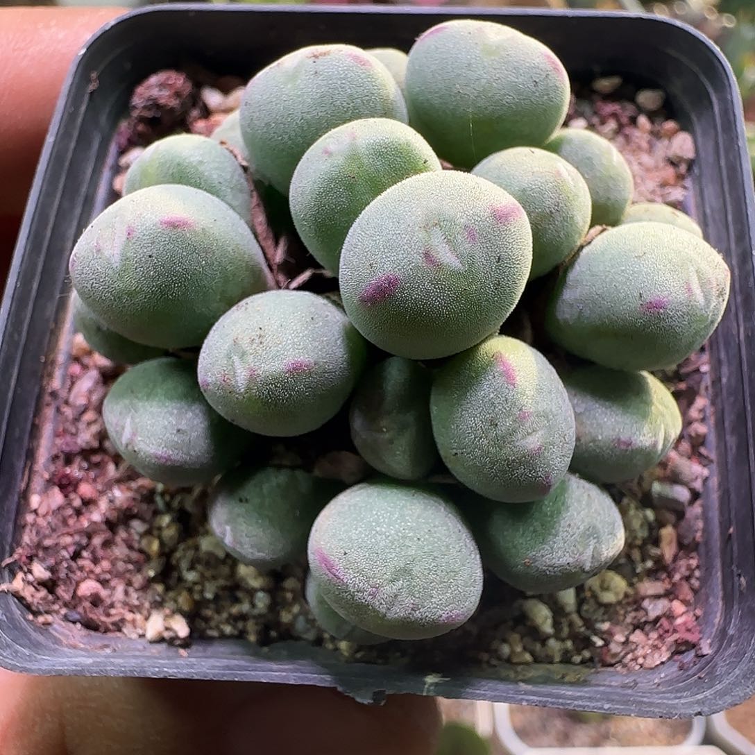 开播福利来啦！669