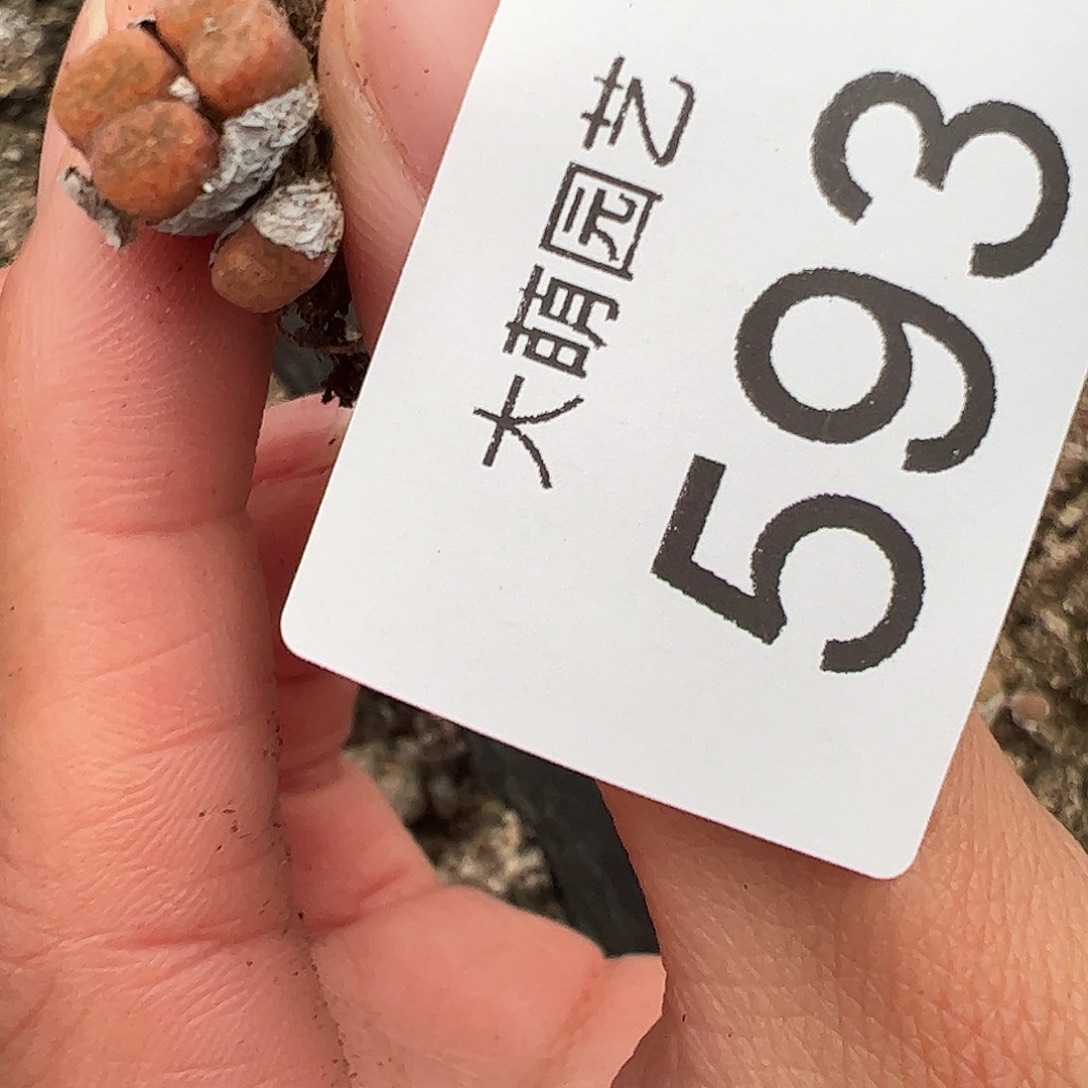 一物一拍。         593