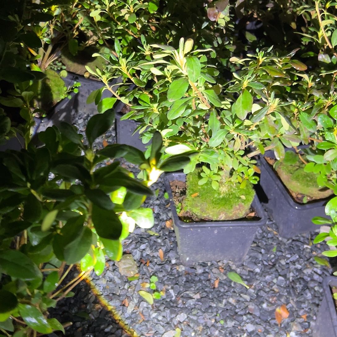 无花朵盆景皋月杜鹃玉铃