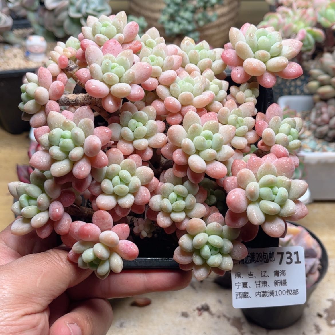 【闪购商品】731洛可可