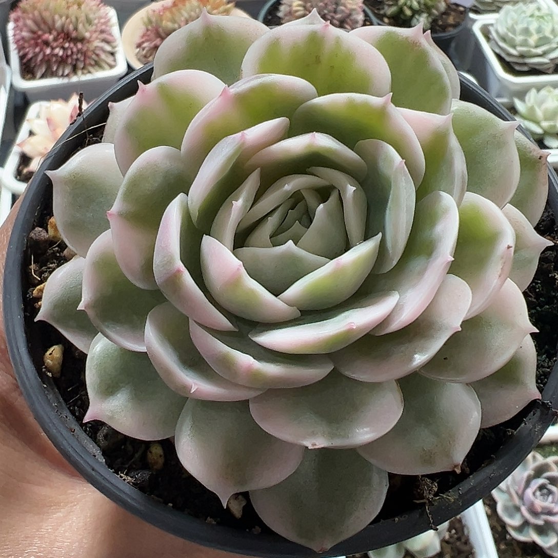 昂斯诺锦多肉植物