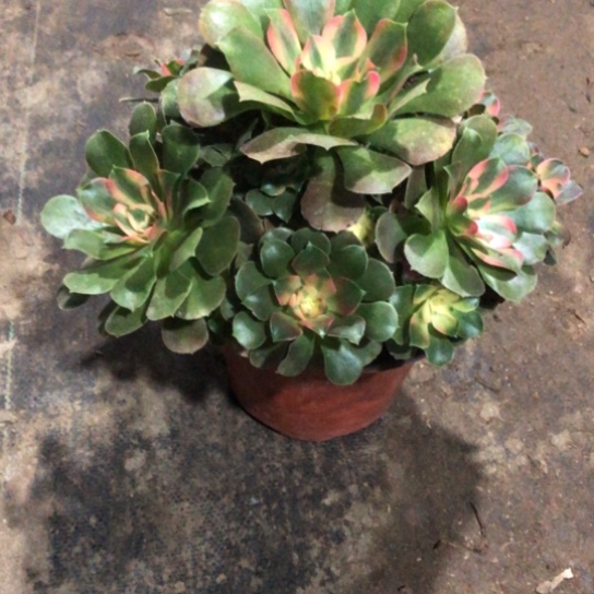 J***y无花朵香妃法师多肉植物233号