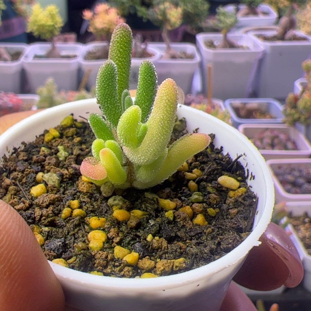 689多肉植物枝干钻石黄锦阴阳锦