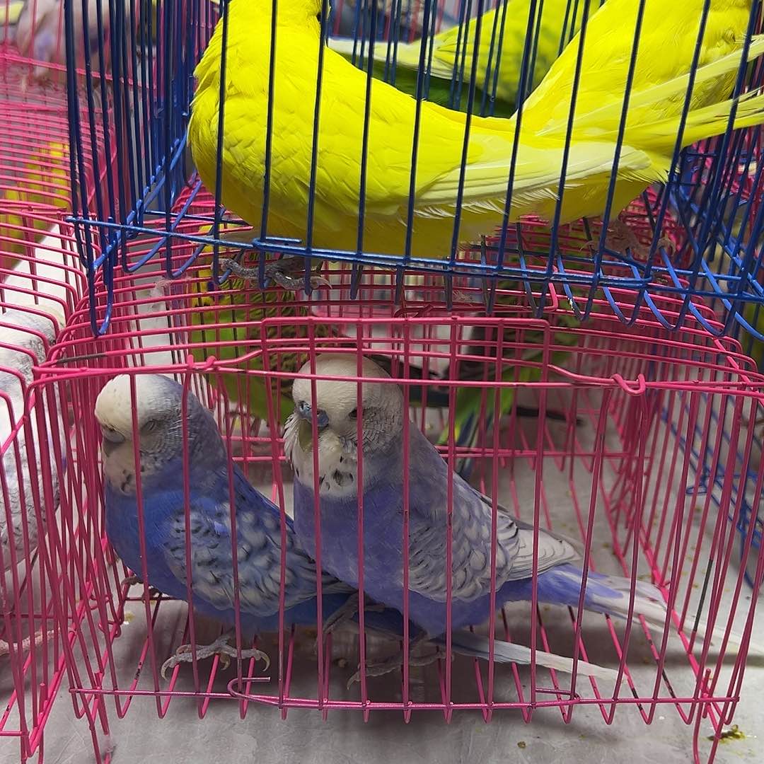 虎皮鹦鹉大头四只的