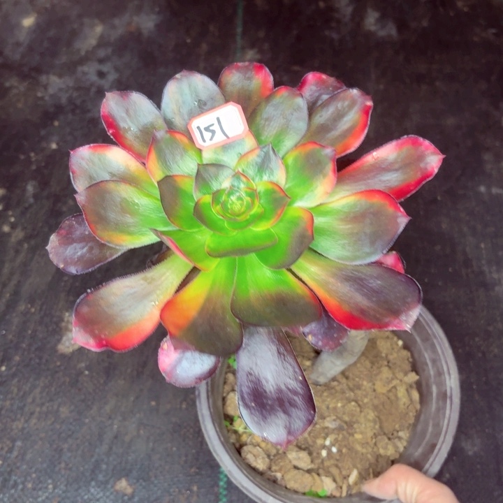 巫毒七彩妖桩151