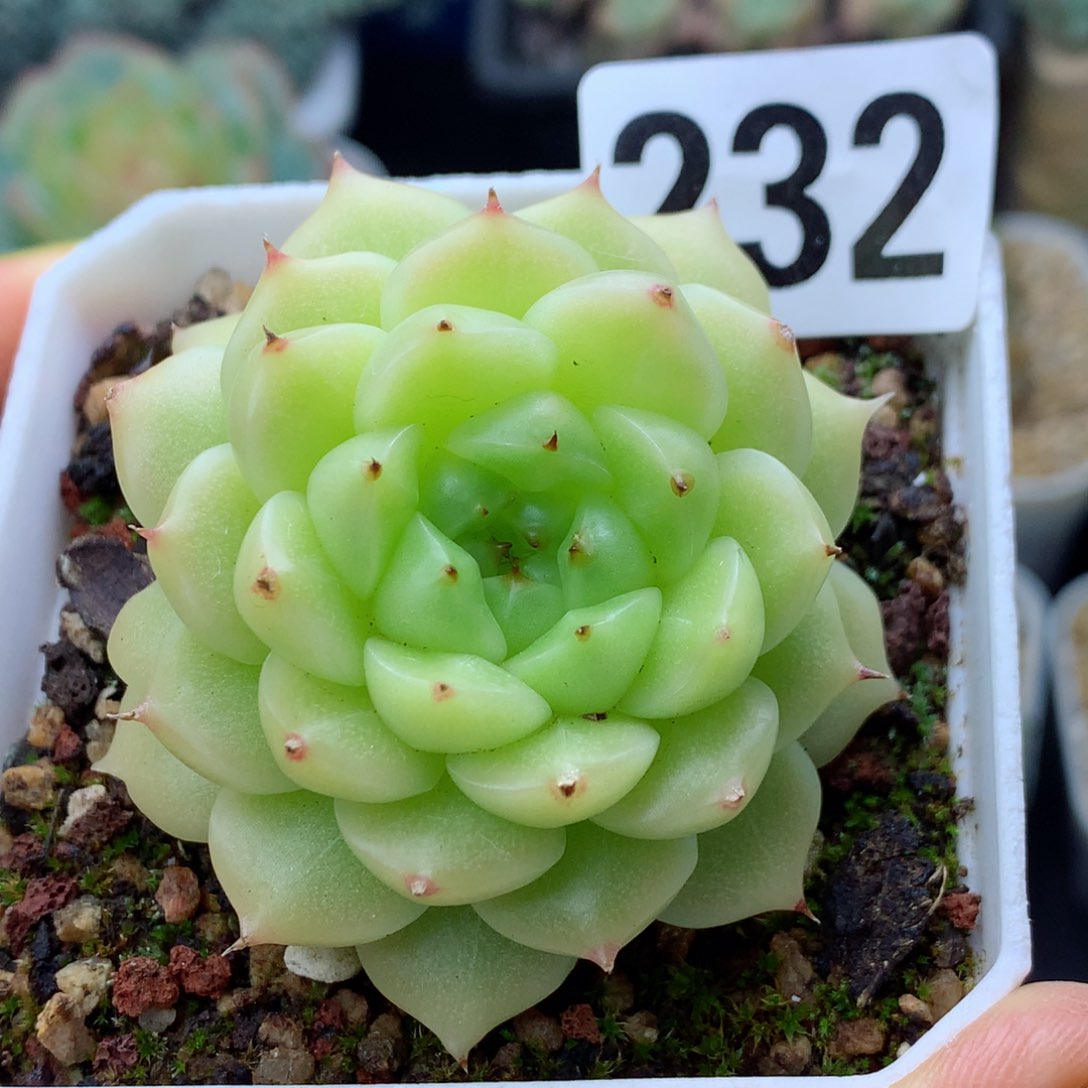 58包邮  群生不包整麦秆