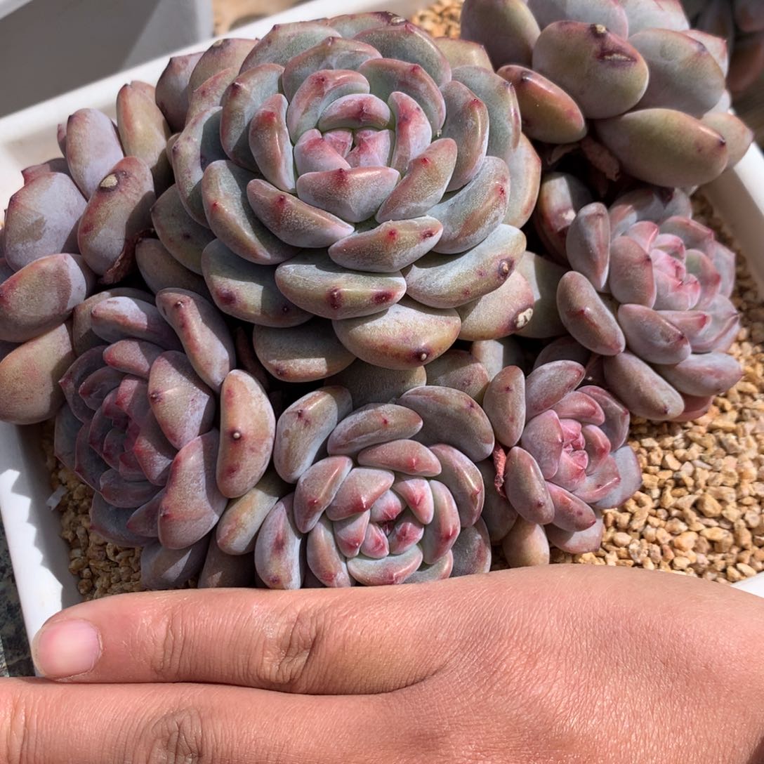 ?*七A731售后范围：签收起7天内，录开箱视频