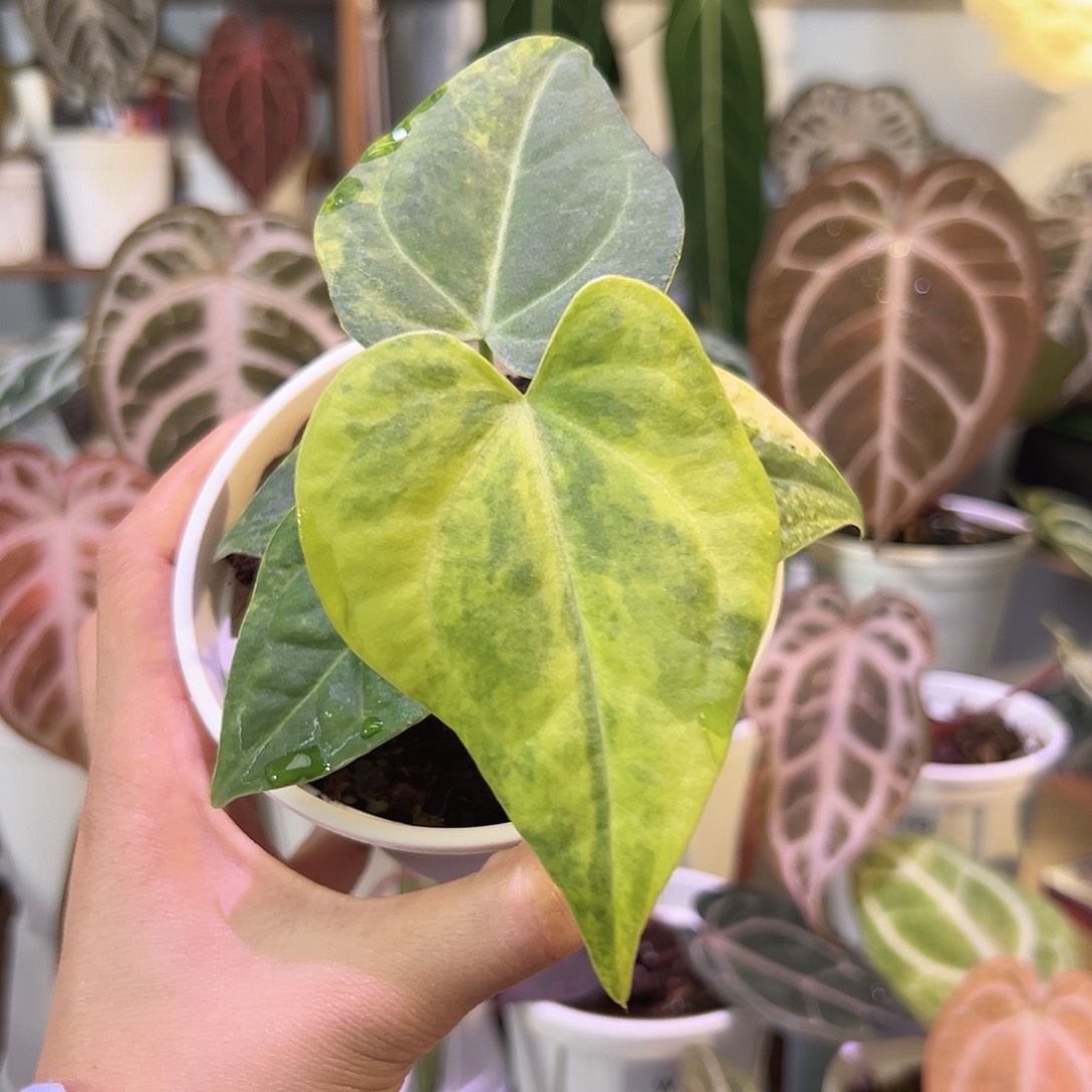 无花朵优选克莱恩锦籽播W71