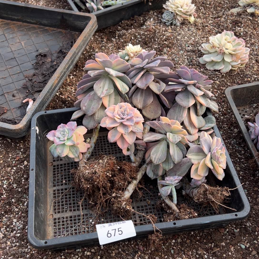 675紫乐锦老桩多肉植物