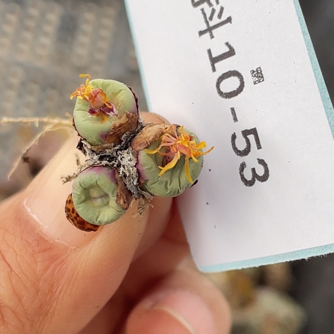 珠***^10-53肉锥多肉植物