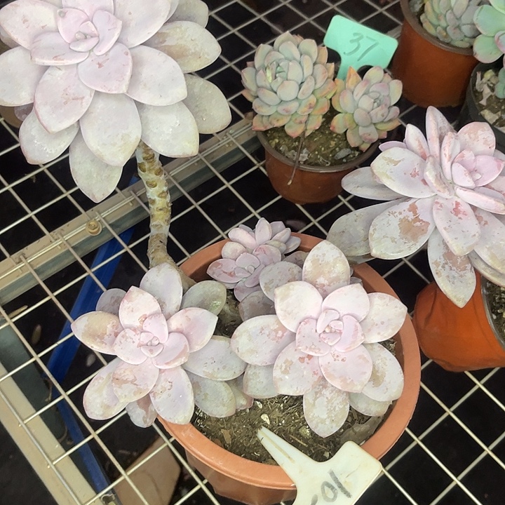 2单包邮，一物一拍桃霜102