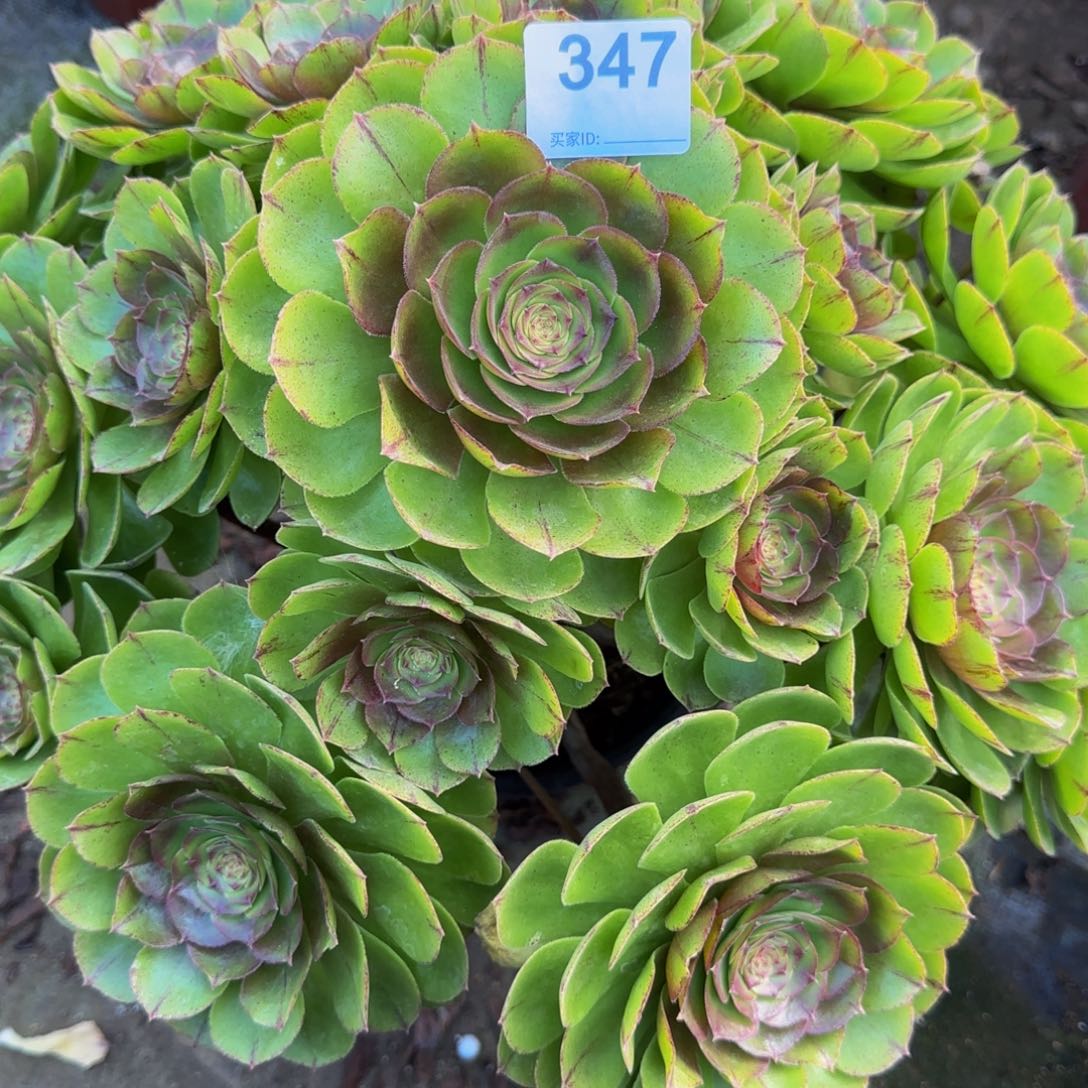 榴***饭万拉丝347       